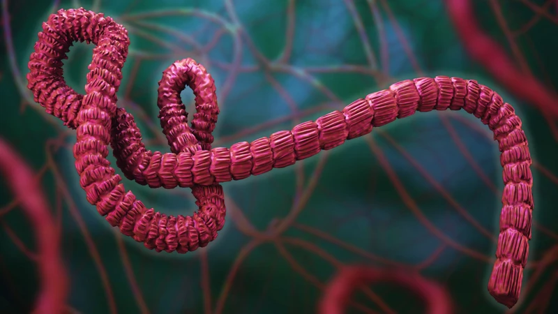 virus-ebola-rung-tai-la-gi-nguon-goc-va-trieu-chung1.jpg