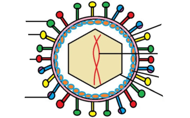virus-herpes-gay-ra-benh-gi-dau-hieu-nhan-biet-va-cach-dieu-tri-3