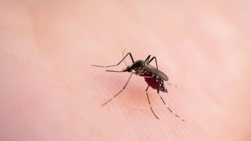 Virus Zika lây qua đường nào? Muỗi đốt là con đường lây truyền chủ yếu và phổ biến nhất của virus Zika