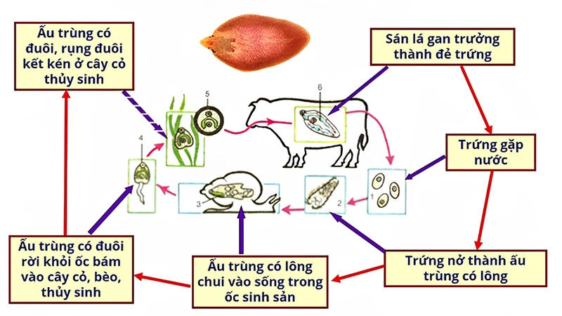 Vòng đời của sán lá gan​