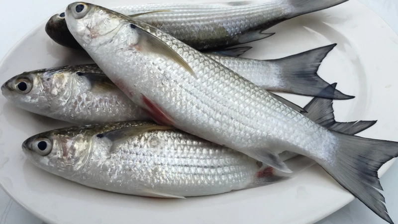 Hạn chế tiêu thụ các loại cá tích lũy methylmercury để tránh nhiễm độc thủy ngân