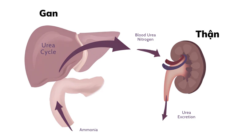 Ure là sản phẩm cuối cùng của quá trình chuyển hóa protein tại gan