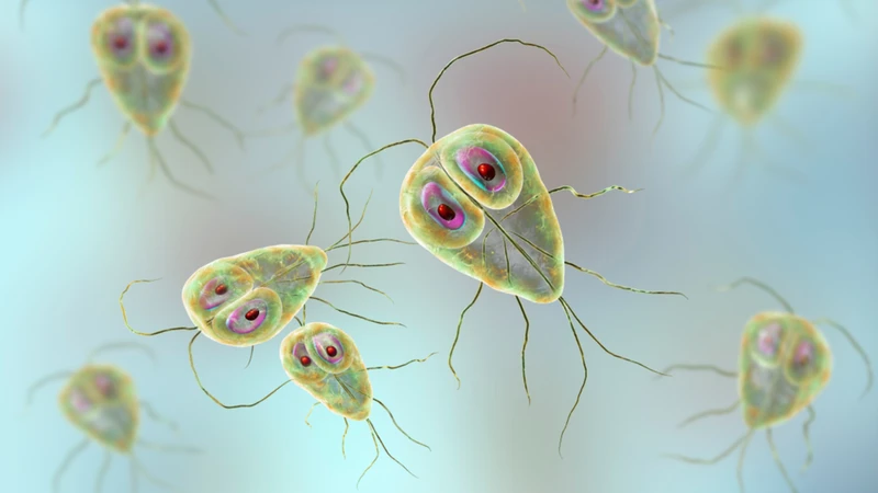 Xét nghiệm giúp phát hiện Giardia lamblia, nguyên nhân phổ biến gây tiêu chảy mạn