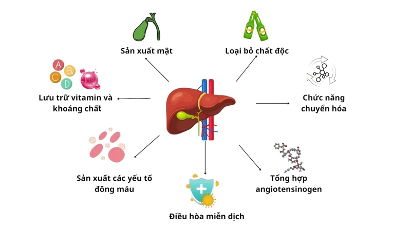 Xơ gan Child Pugh là gì và ý nghĩa như thế nào? 3