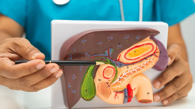 Một số nguyên nhân có thể dẫn đến xơ gan ứ mật