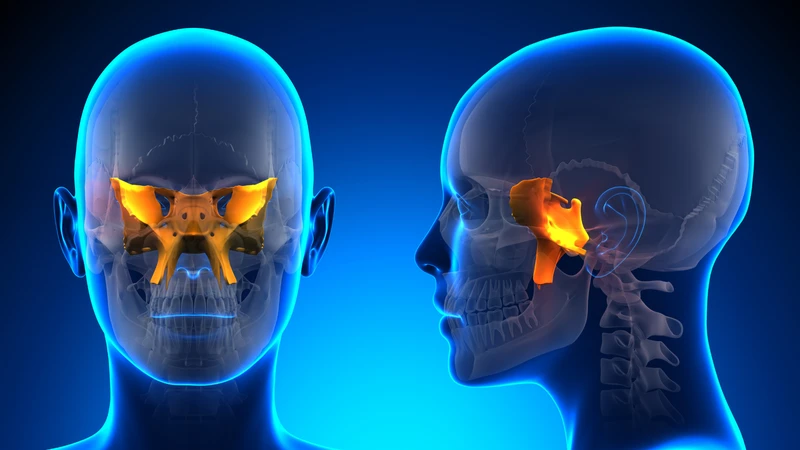 Xương bướm nằm sâu trong hộp sọ và tham gia cấu tạo nhiều vùng quan trọng