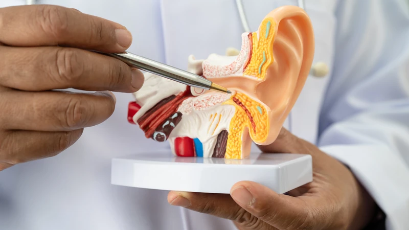 Vị trí xương chũm ở phía sau vành tai