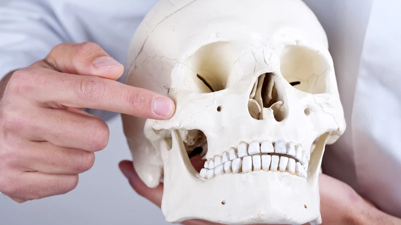 Cung gò má có mối liên hệ với cơ cắn, một cơ quan trọng của hoạt động nhai