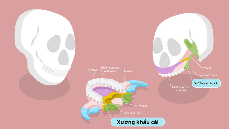 Xương khẩu cái nằm sâu trong vùng mặt nên khó quan sát trực tiếp