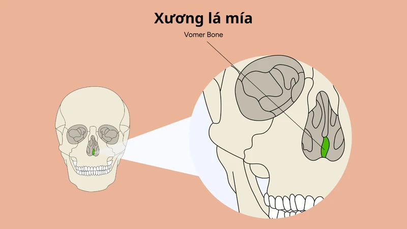 Xương lá mía là một xương mỏng nằm sâu trong khoang mũi