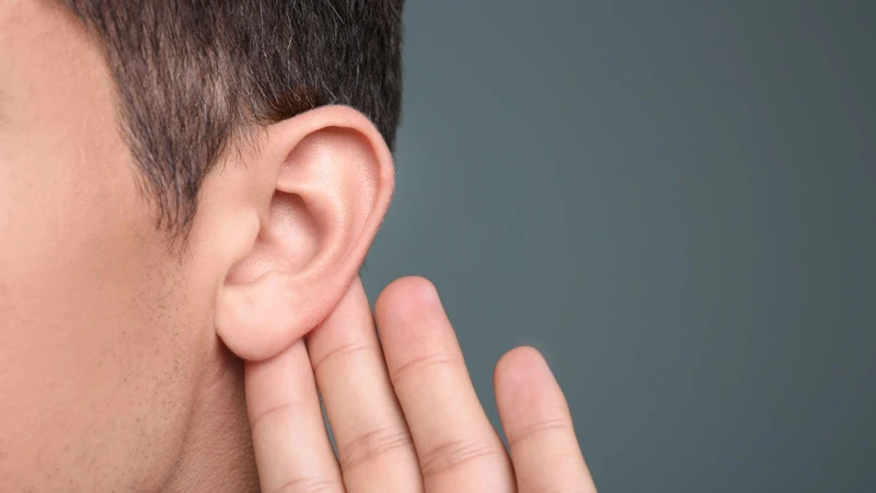 Xương thái dương có vai trò đối với hoạt động của cơ quan thính giác, hệ thống thăng bằng và vận động của hàm