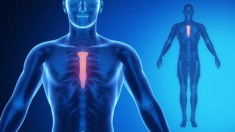 Xương ức nằm ở vị trí trung tâm phía trước của lồng ngực