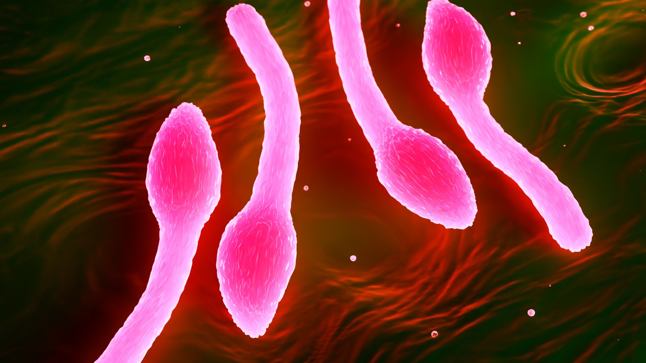 Vi khuẩn uốn ván tiết ra độc tố có thể tác động trực tiếp lên các dây thần kinh vận động chi phối vùng cơ gần vết thương