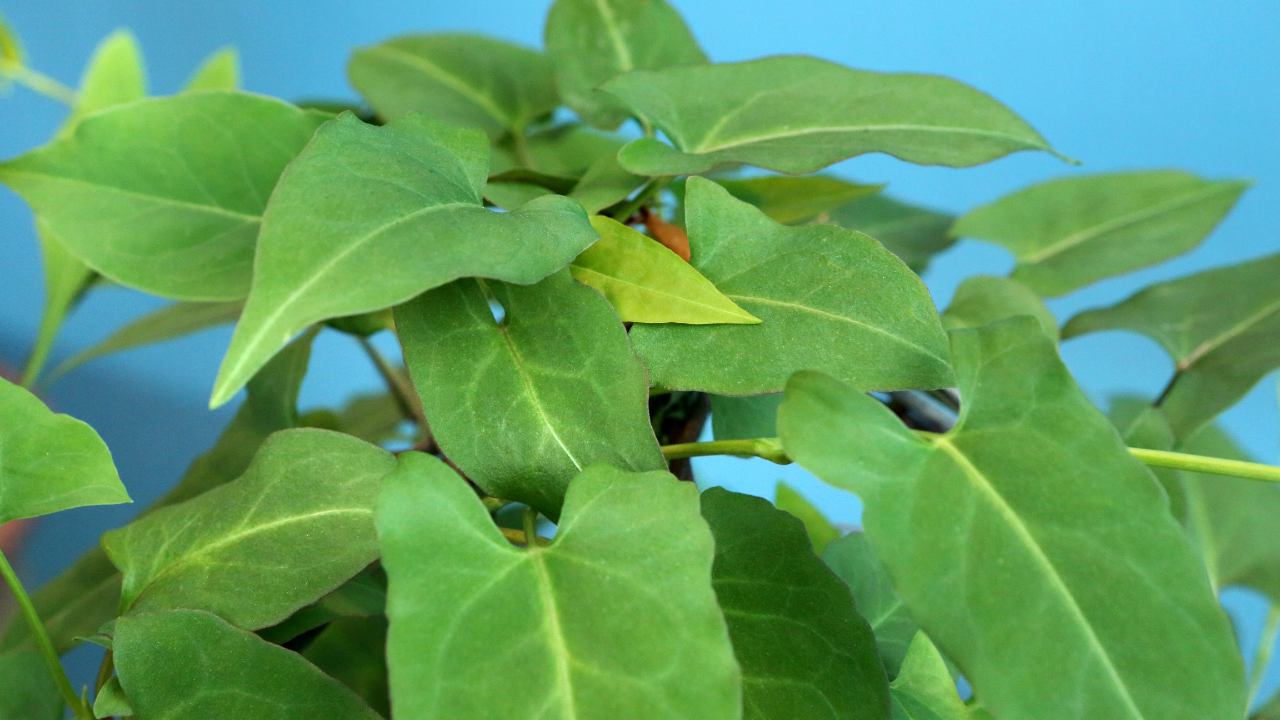 Cần kiên trì dùng hà thủ ô đúng liều lượng ít nhất 3 - 6 tháng