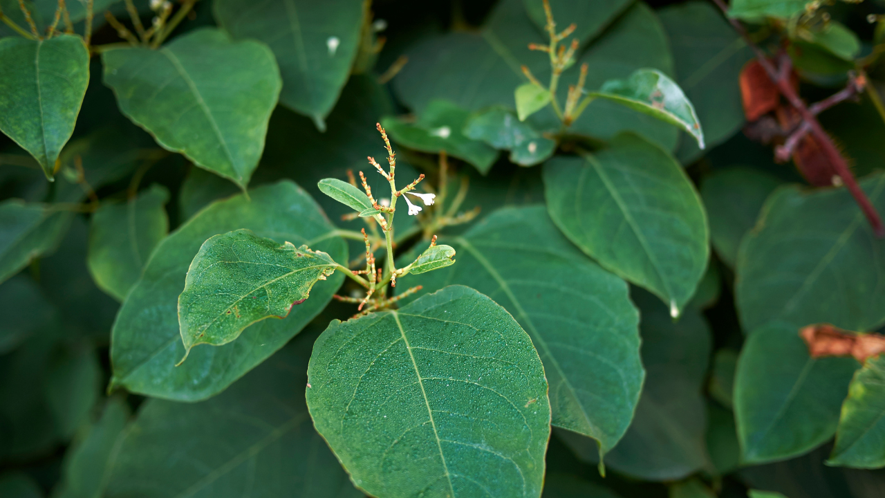 Dùng hà thủ ô theo từng đợt, không uống liên tục quá lâu