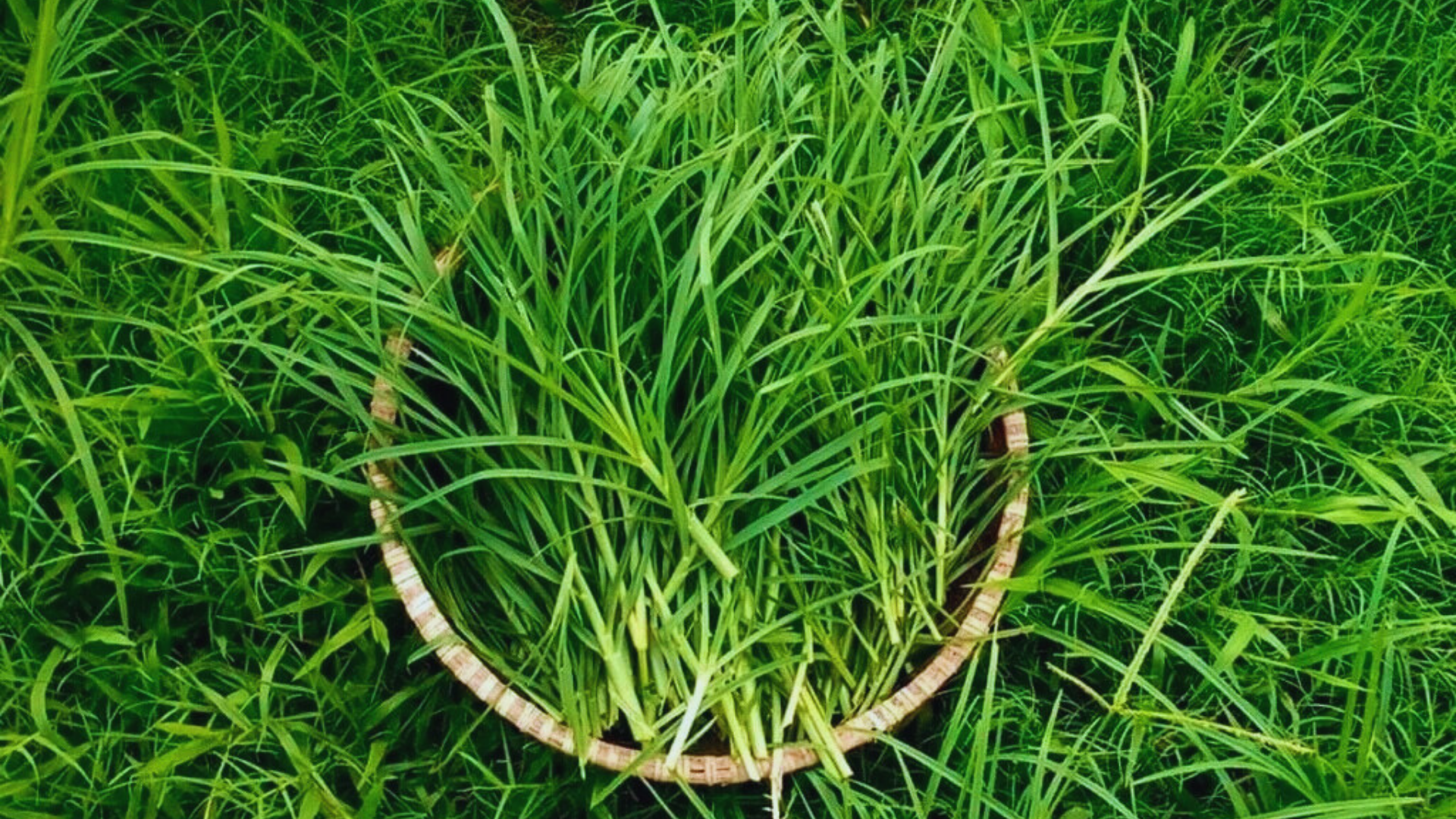 Trong nhiều bài thuốc dân gian, cỏ mần trầu được xem là loại thảo dược có tính mát