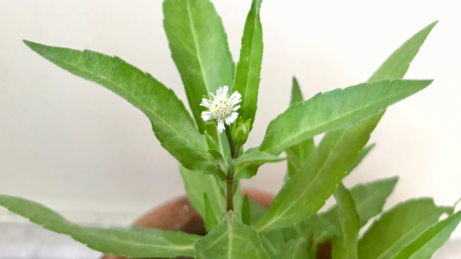 Uống nước cỏ mực tươi có tác dụng gì?