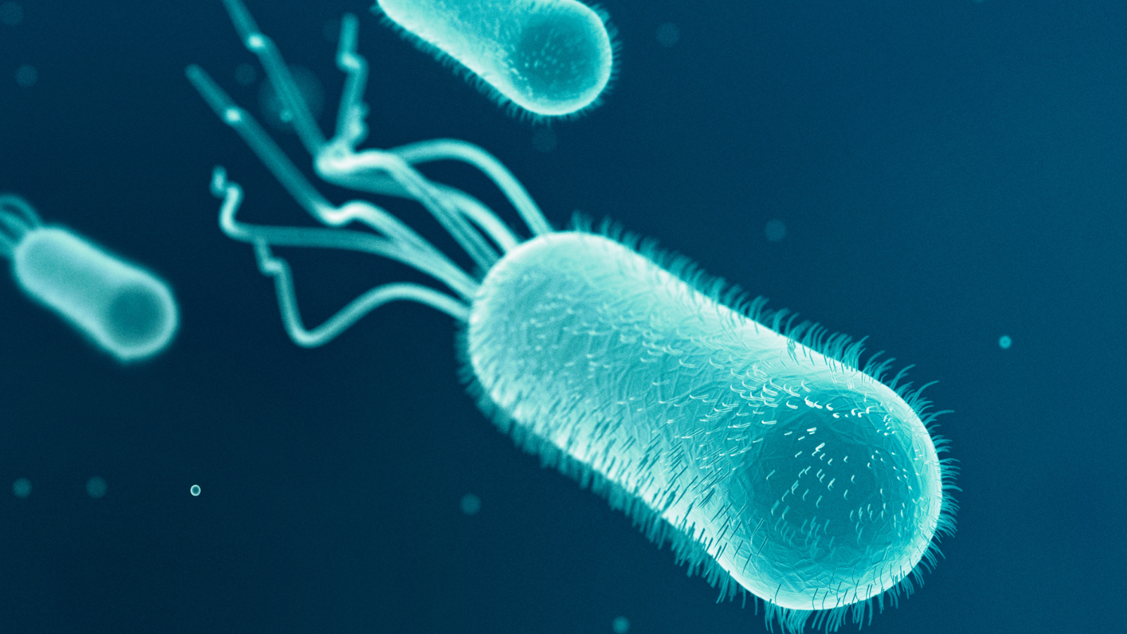 Nghiên cứu đã chỉ ra rằng cỏ mực có khả năng ức chế nhiều loại vi khuẩn nguy hiểm như trực khuẩn E.coli