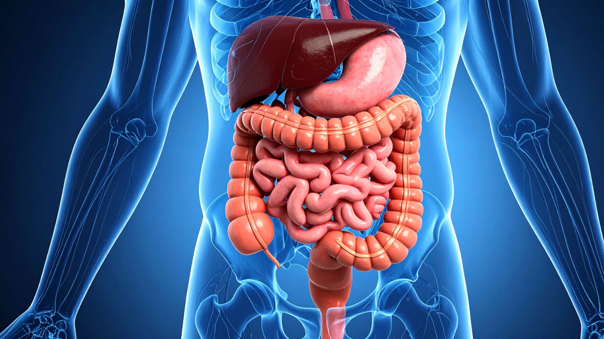 Nước dâu tằm chứa thành phần giúp kích thích hệ tiêu hoá hoạt động tốt hơn