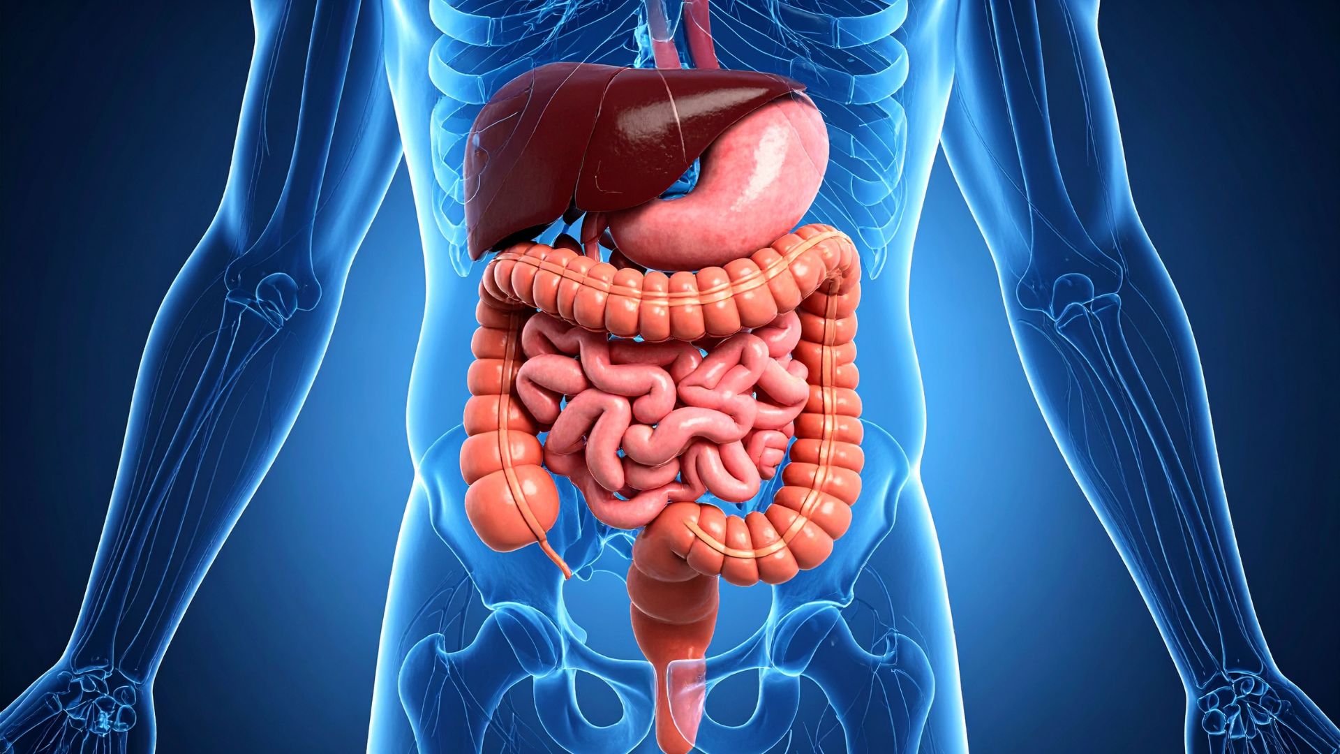 Uống nước gừng với mật ong đúng cách giúp hỗ trợ hoạt động của hệ tiêu hoá