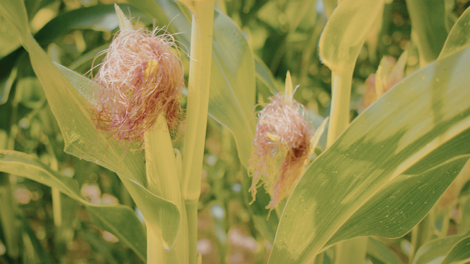 Râu bắp chứa nhiều kali và các hợp chất lợi tiểu, giúp cơ thể bài tiết nước tiểu nhiều hơn, từ đó hỗ trợ giảm nồng độ axit uric trong máu