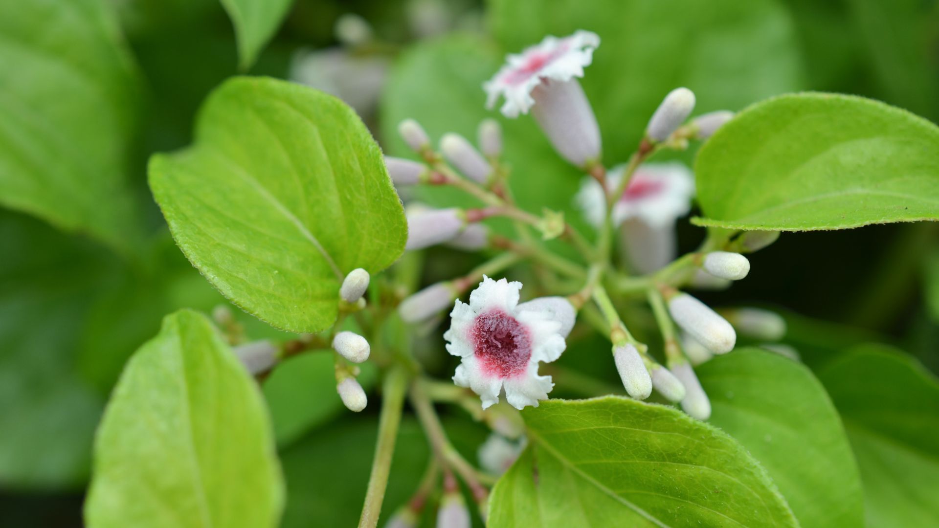 Uống nước lá mơ hàng ngày có tốt không là điều được nhiều người quan tâm