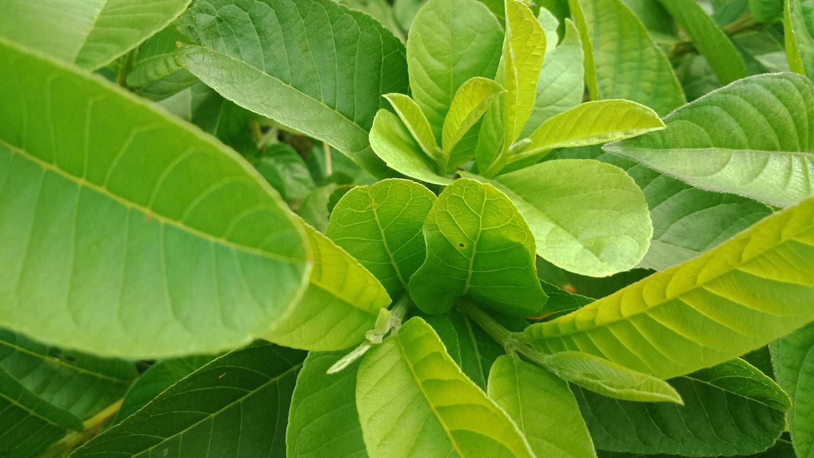 Nên chọn lá ổi còn non, xanh và không sâu bệnh để đem lại hiệu quả tối đa