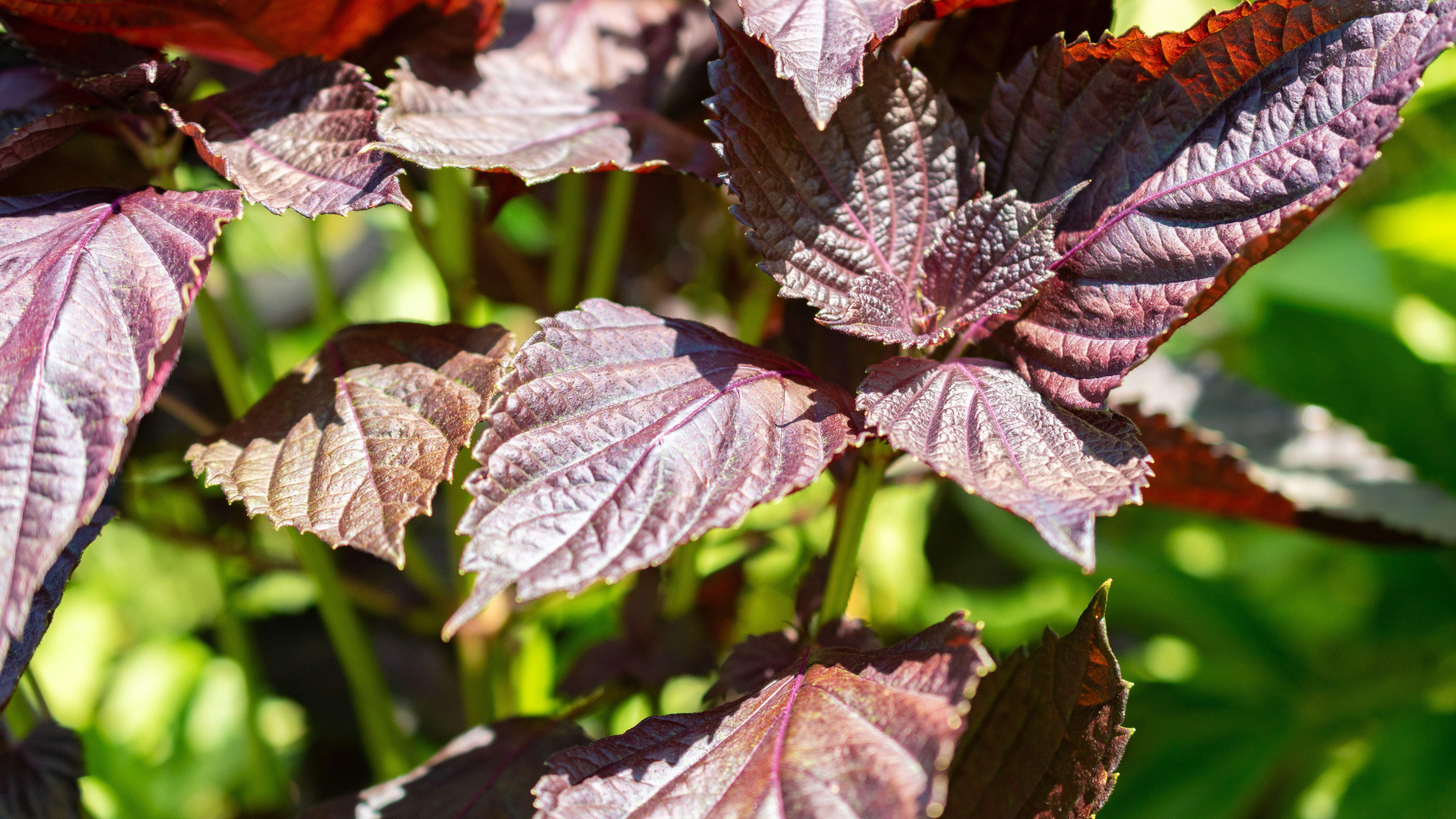 Uống nước lá tía tô là thói quen quen thuộc của nhiều người Việt, đặc biệt khi thời tiết thay đổi