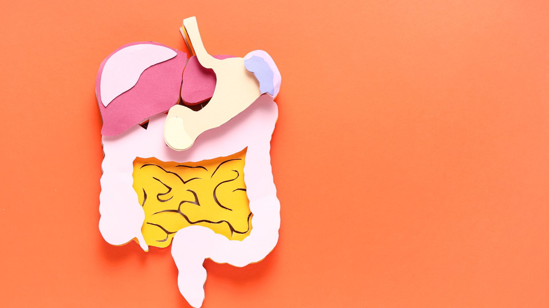 Hỗ trợ hệ tiêu hóa là một trong những lý giải cho câu hỏi uống nước quả sung phơi khô có tác dụng gì