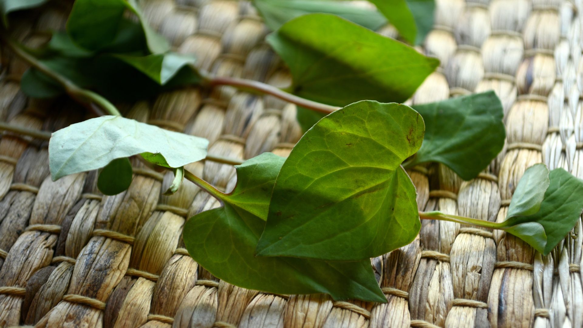 Uống nước rau diếp cá có tác dụng gì