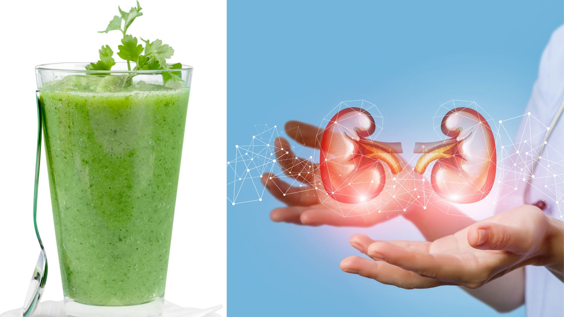Uống nước rau mùi có tốt cho thận không? Lợi ích và lưu ý quan trọng 2