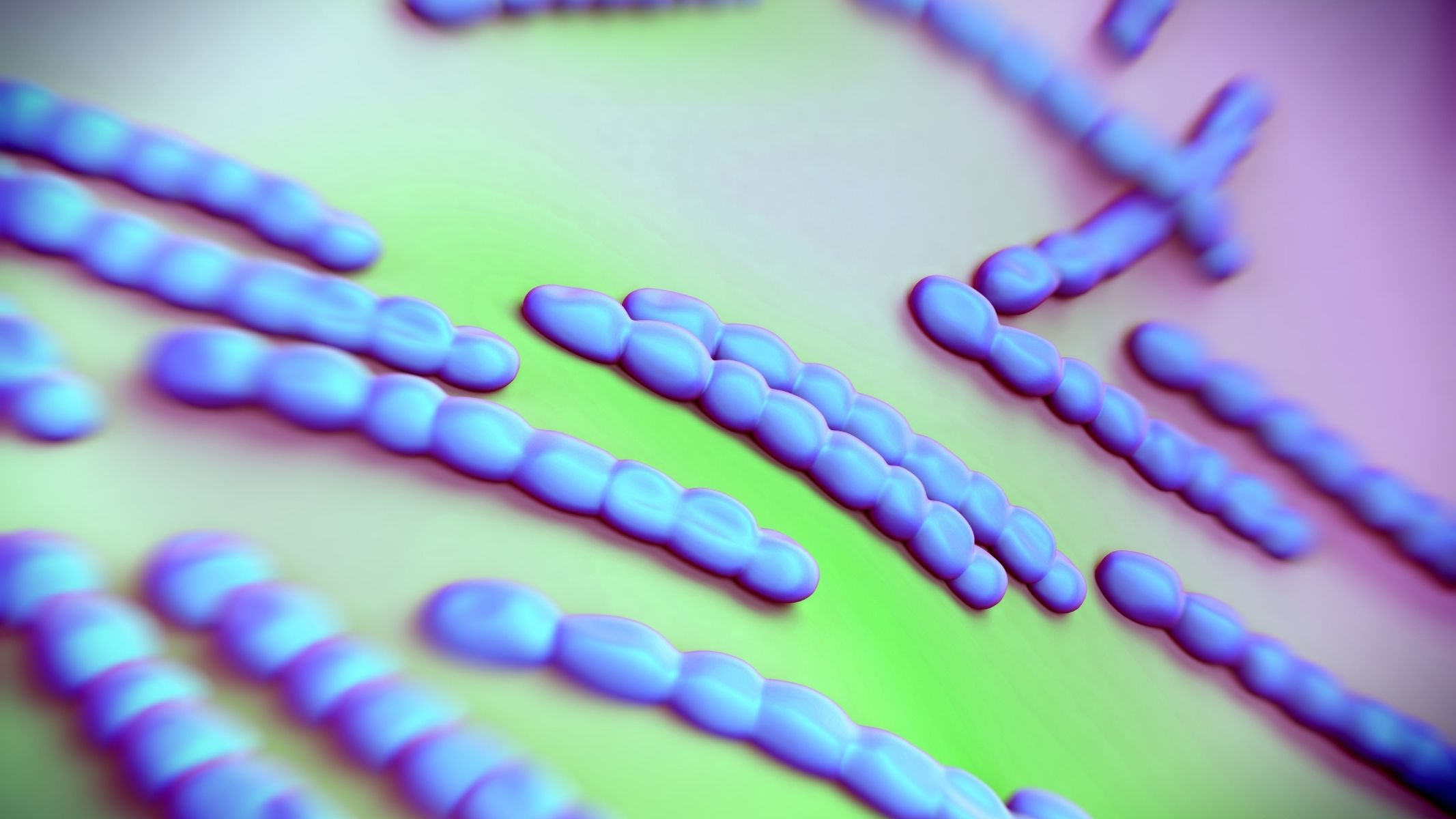 Các tế bào T nhớ được tạo ra giúp ghi nhớ đặc điểm kháng nguyên của 10 tuýp phế cầu khuẩn trong vắc xin, tiêu diệt vi khuẩn trước khi chúng gây bệnh