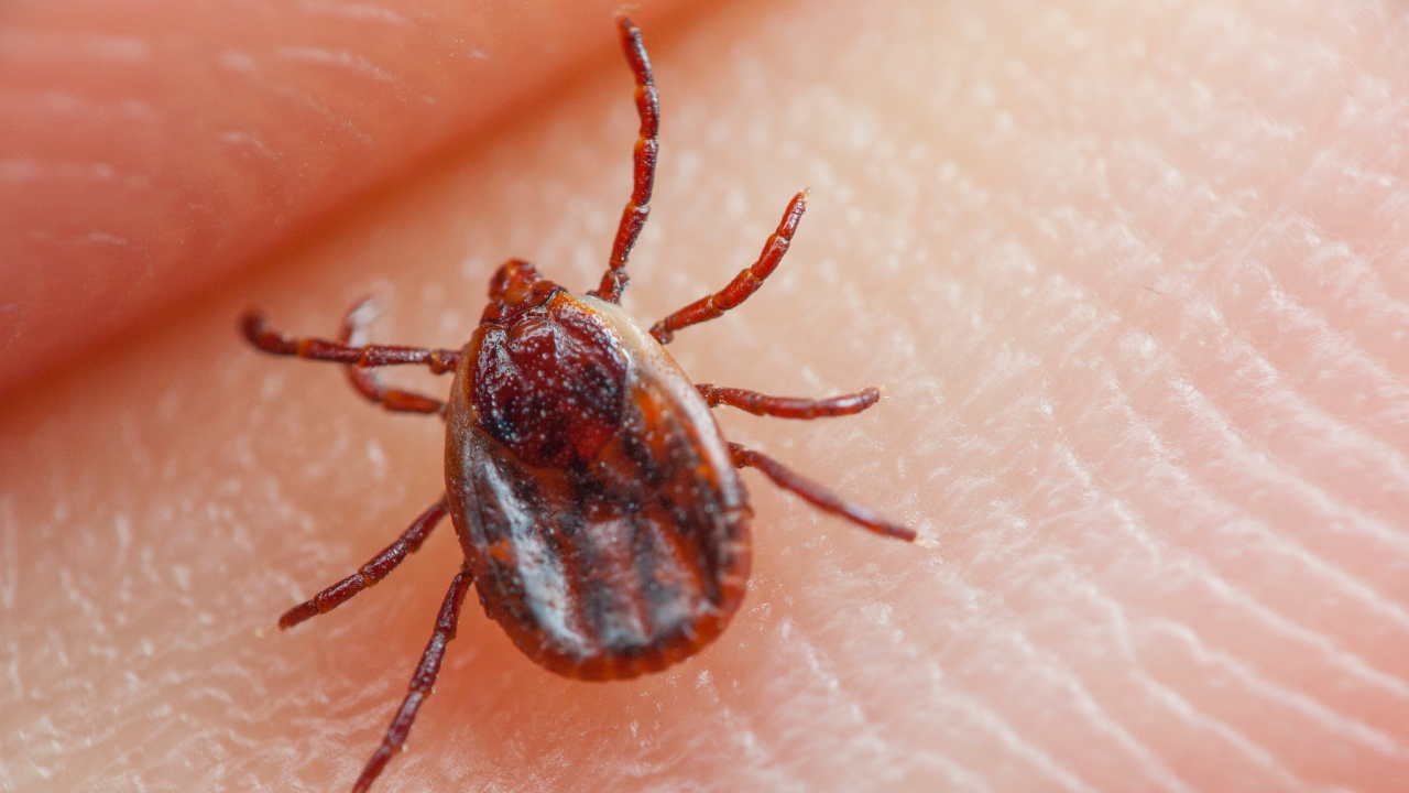 Ve chó cắn có sao không? Có nguy hiểm không?