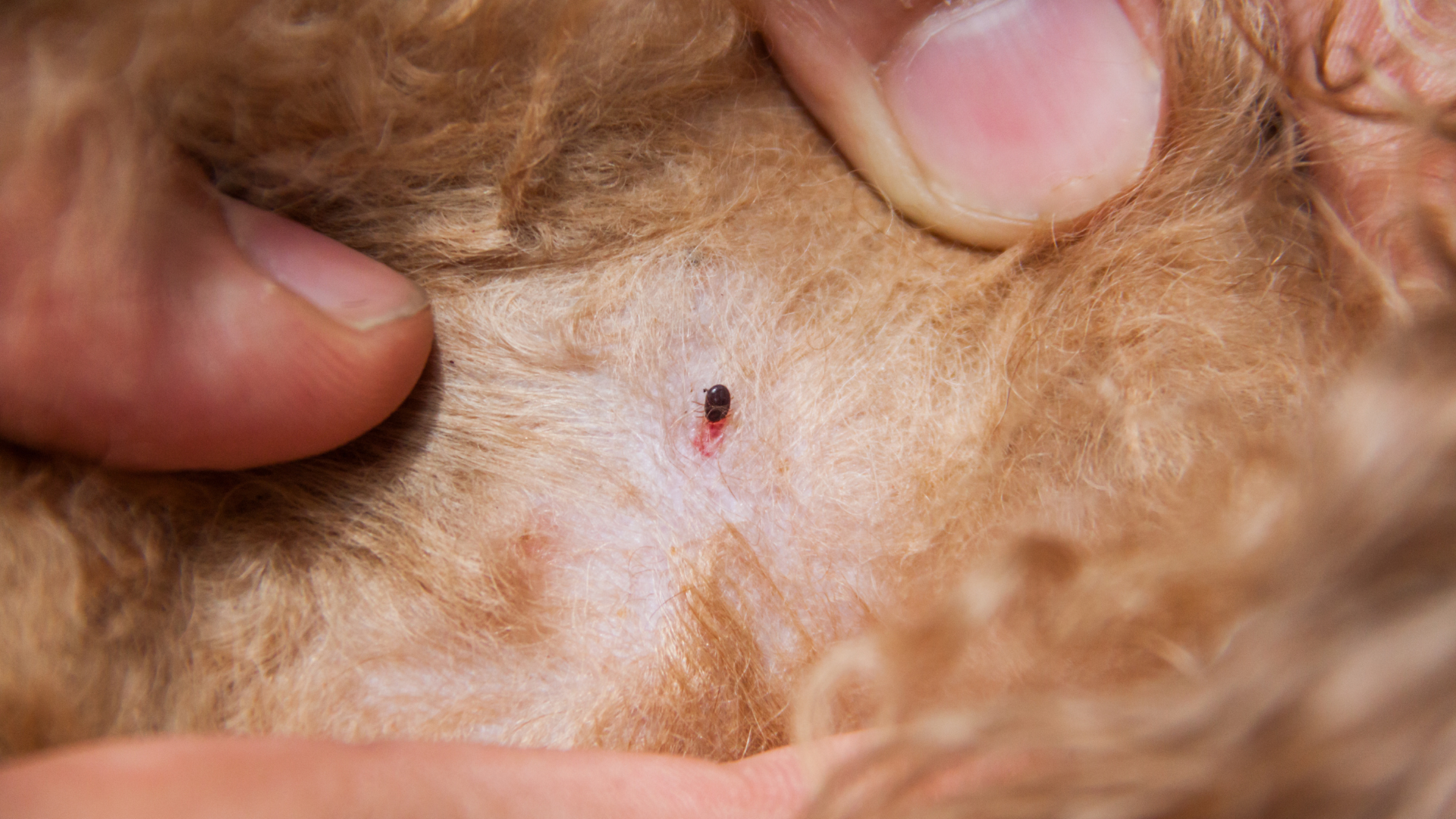 Giữ thú cưng an toàn là bảo vệ sức khỏe gia đình