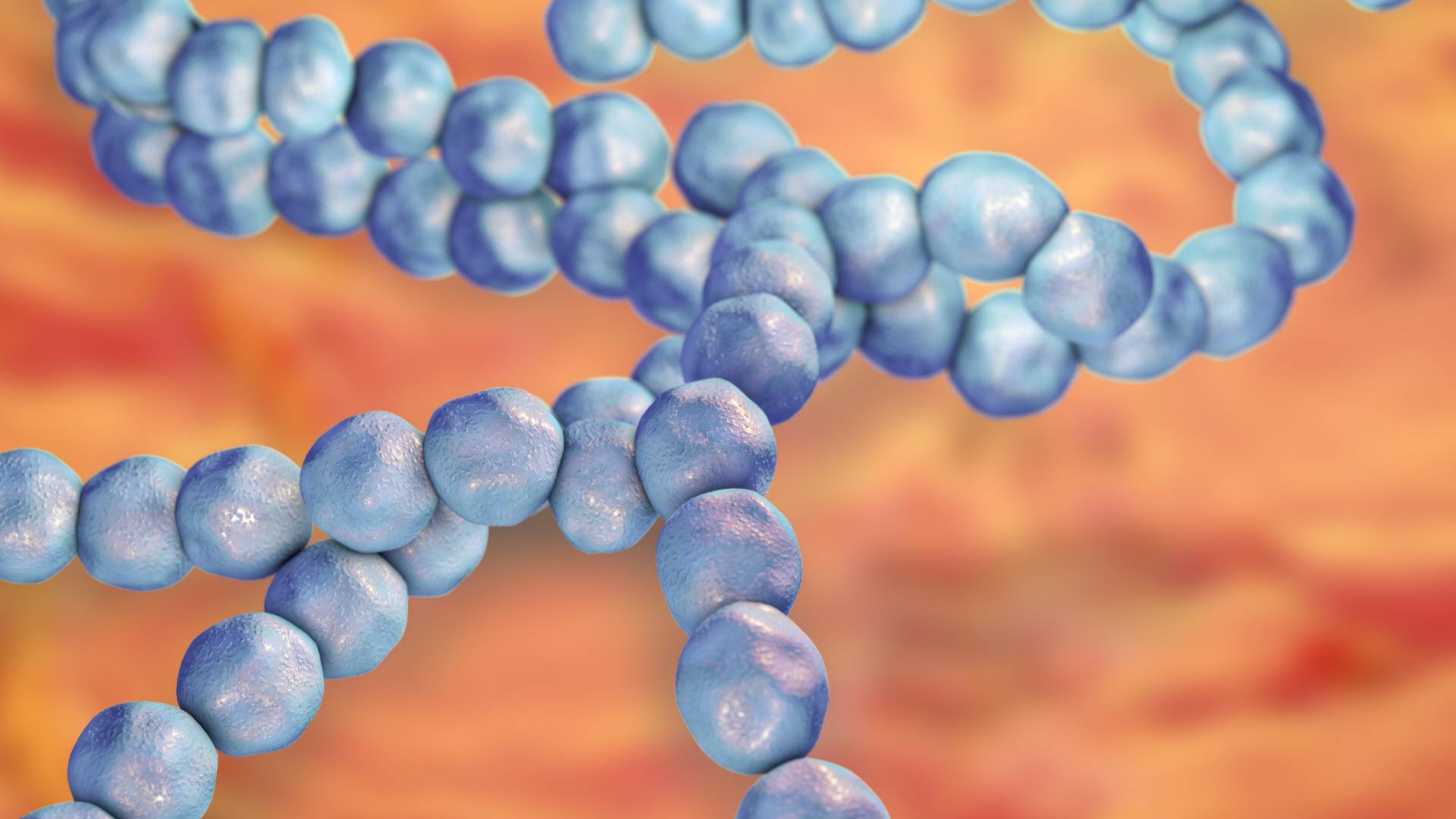 Streptococcus mutans là vi khuẩn gây sâu răng hàng đầu, đặc biệt ở giai đoạn khởi phát