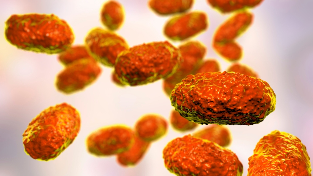 Vi khuẩn Hib gây bệnh gì ở trẻ là nỗi băn khoăn của nhiều phụ huynh