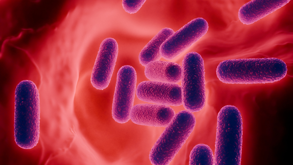 Lactobacillus là nhóm vi khuẩn có lợi của hệ vi khuẩn âm đạo, hiếm khi gây bệnh