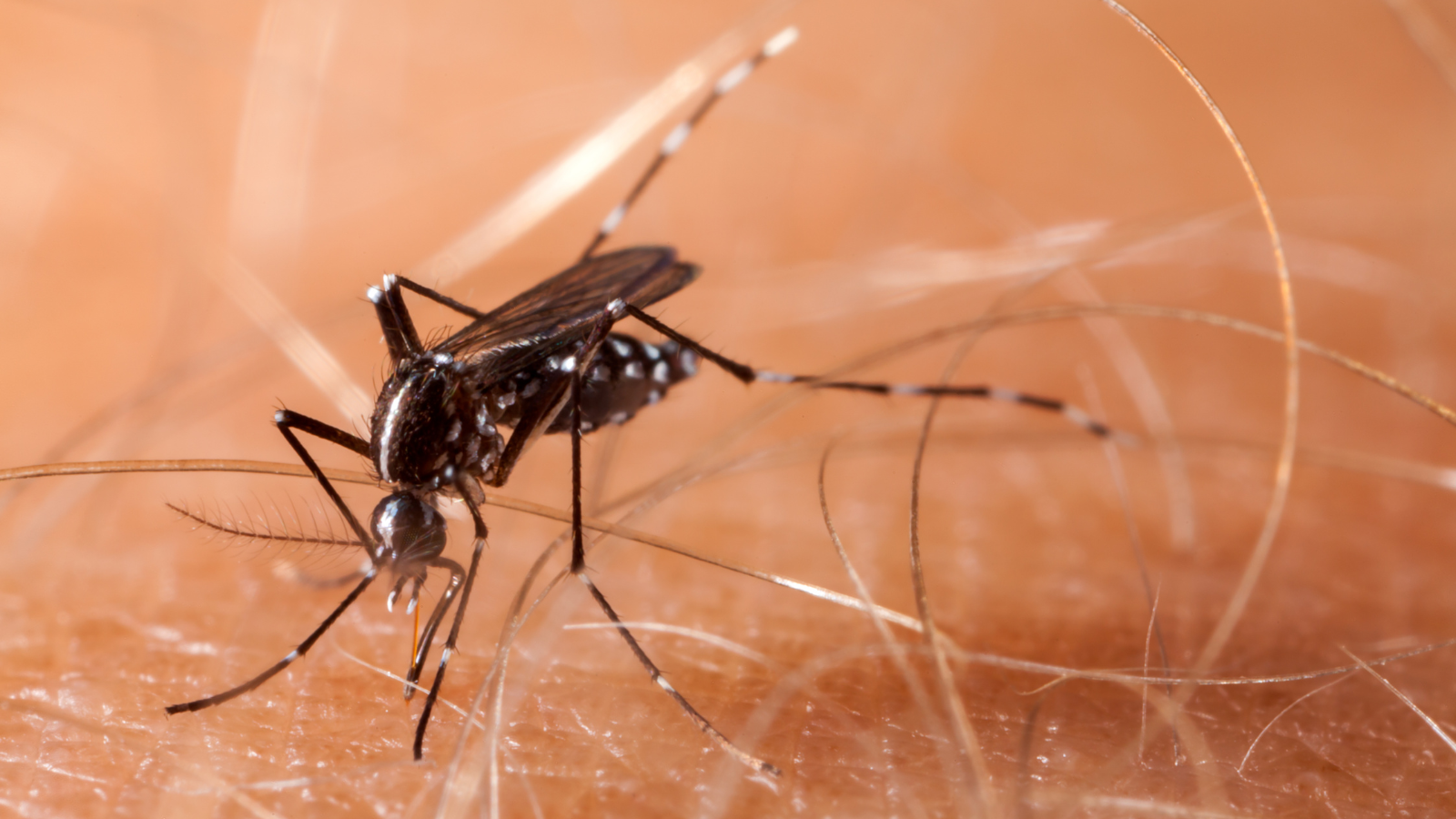 Kết hợp HCT với số lượng tiểu cầu và biểu hiện lâm sàng giúp phân biệt sốt xuất huyết với các bệnh sốt virus thông thường