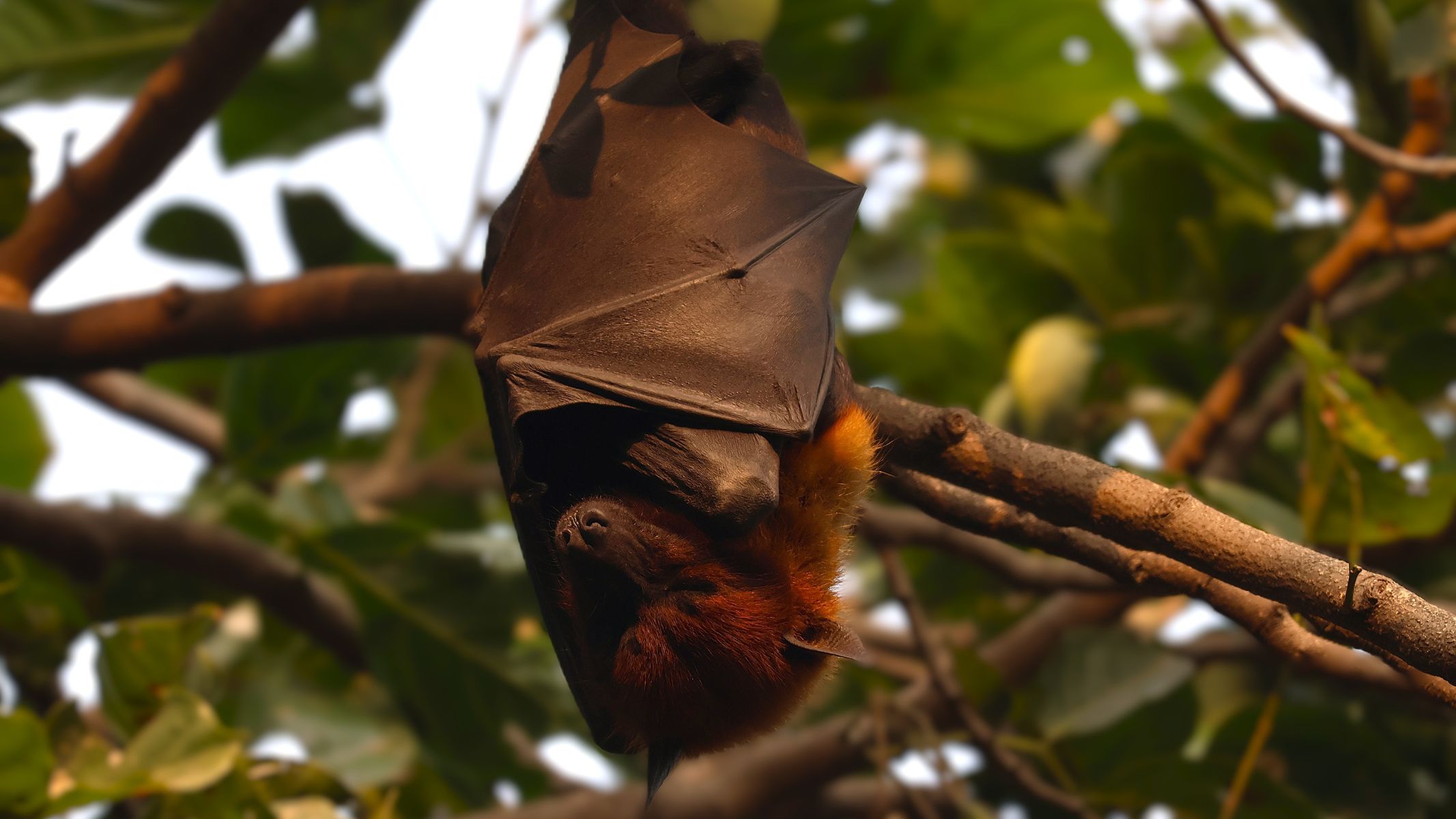 Virus Nipah là bệnh lây truyền từ động vật sang người, với vật chủ tự nhiên là dơi ăn quả