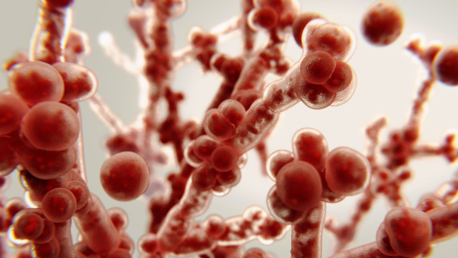 Nấm Candida, hay còn gọi khoa học là Candida albicans, là một loại nấm men có hình tròn hoặc bầu dục