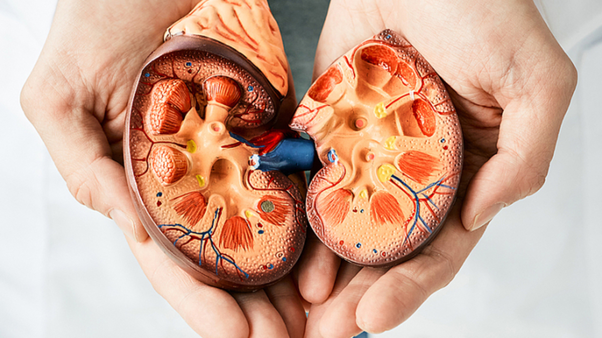 Nhiễm trùng thận có thể đe dọa sức khỏe nếu bắt nguồn từ viêm bàng quang không kiểm soát