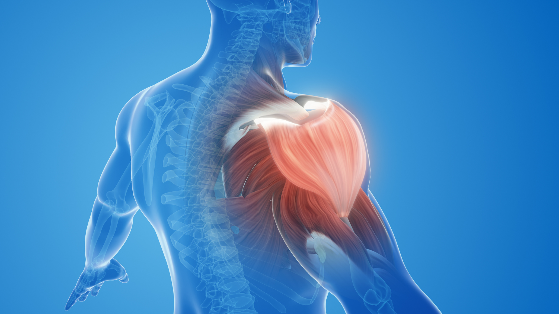 Rối loạn miễn dịch có thể gây viêm cơ tự miễn