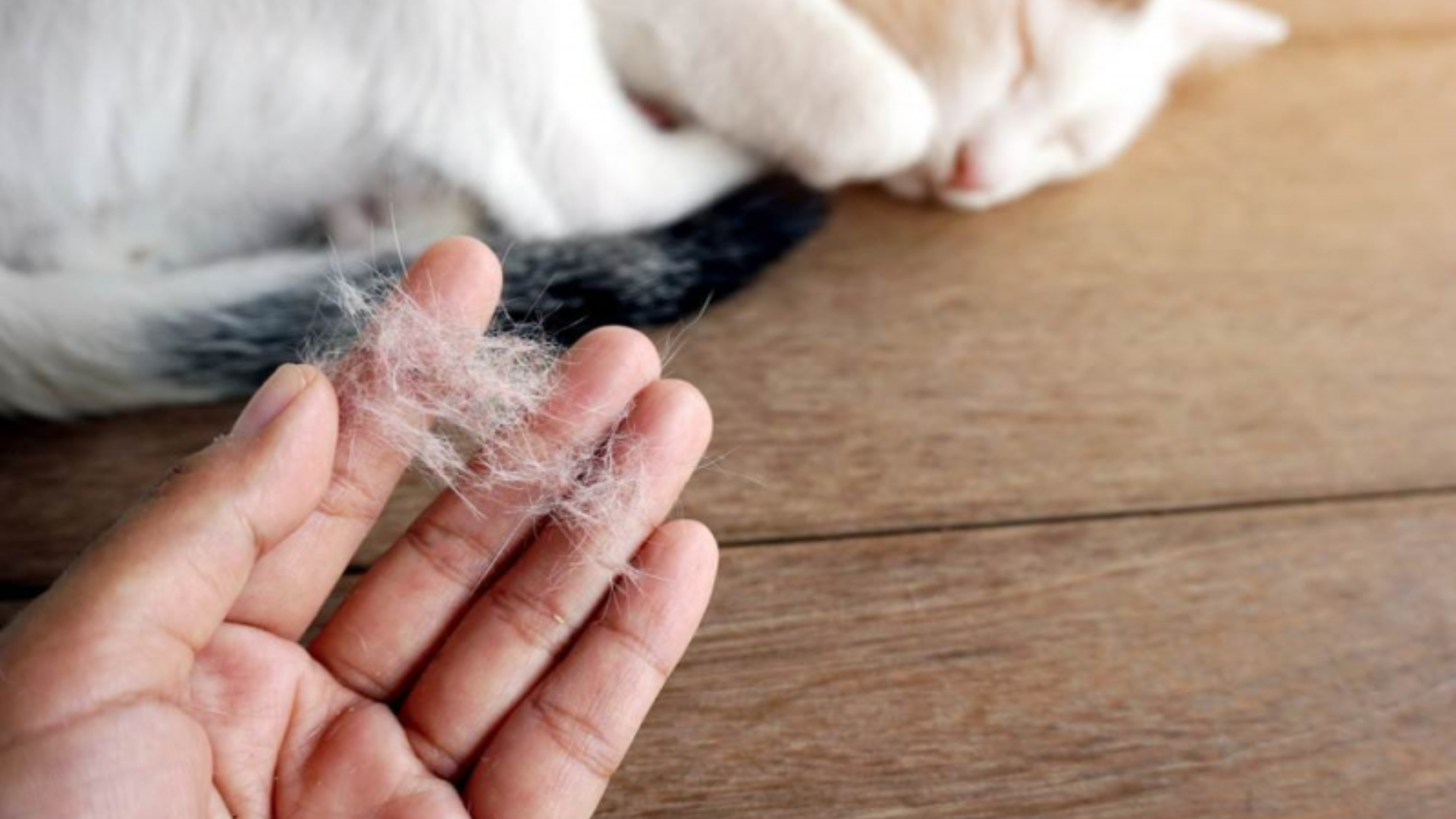 Ngoài vi khuẩn, việc tiếp xúc lông thú cũng làm tăng nguy cơ bội nhiễm