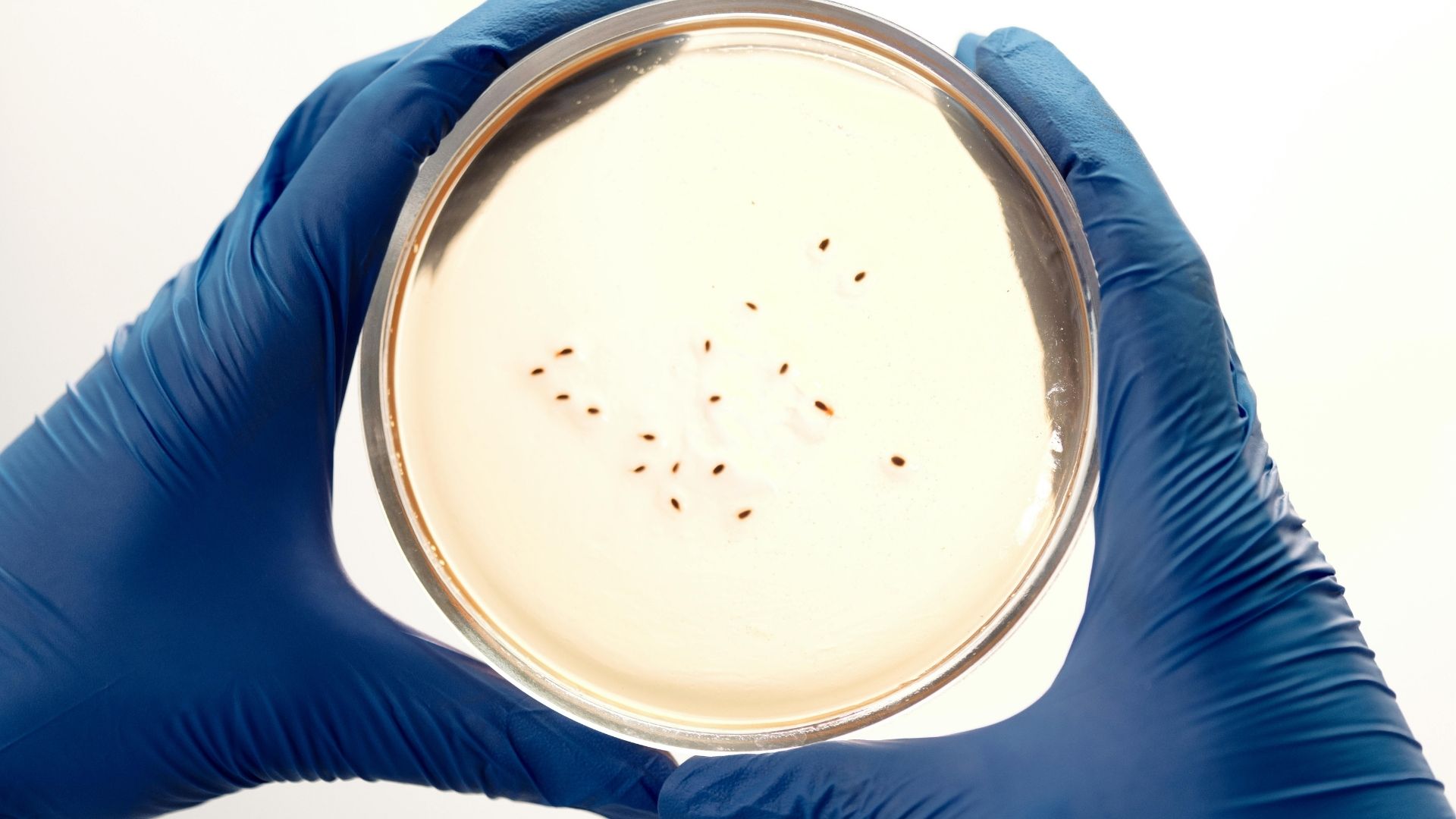 Vi khuẩn HP thường lây qua đường miệng