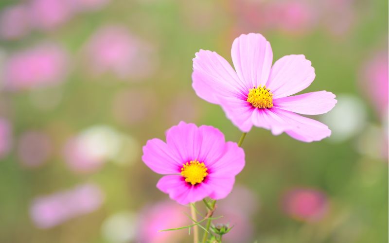 Các yếu tố môi trường như phấn hoa, bụi nhà... có thể là yếu tố gây viêm da tiếp xúc dị ứng