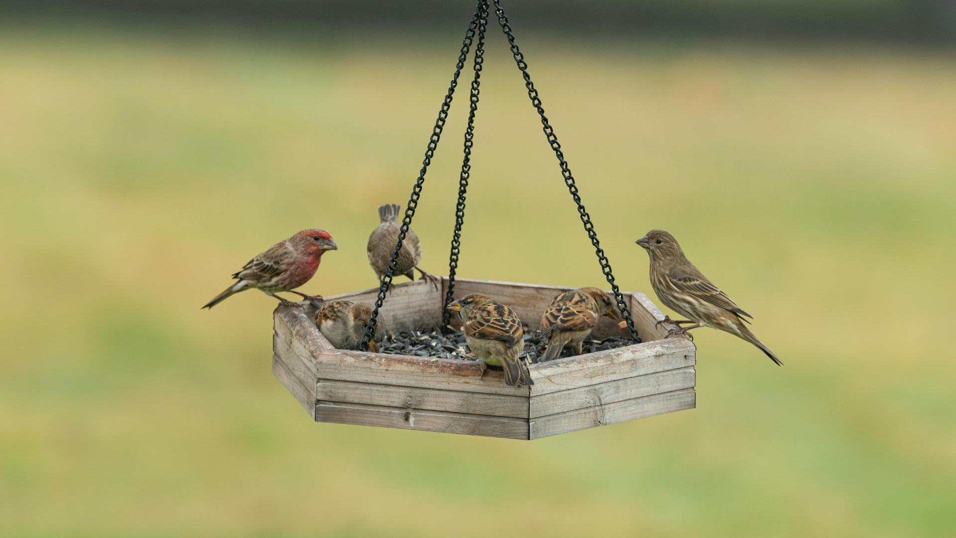 Viêm phổi tăng cảm có thể xảy ra ở người thường xuyên tiếp xúc động vật, chim chóc