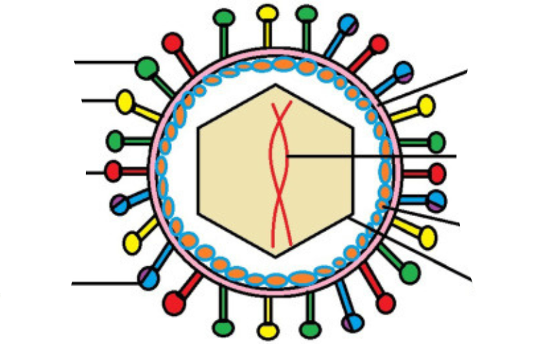 virus-herpes-gay-ra-benh-gi-dau-hieu-nhan-biet-va-cach-dieu-tri-3