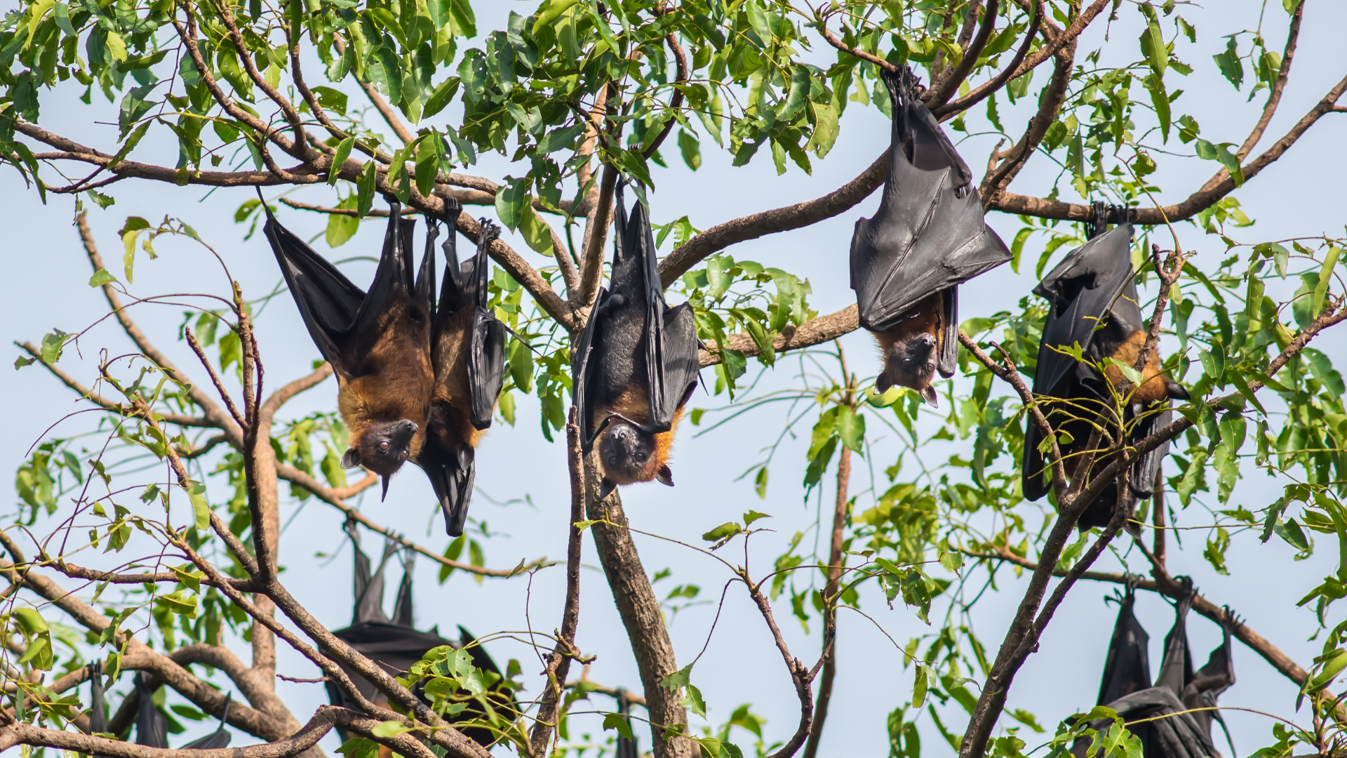 Virus Nipah là bệnh truyền nhiễm từ động vật sang người