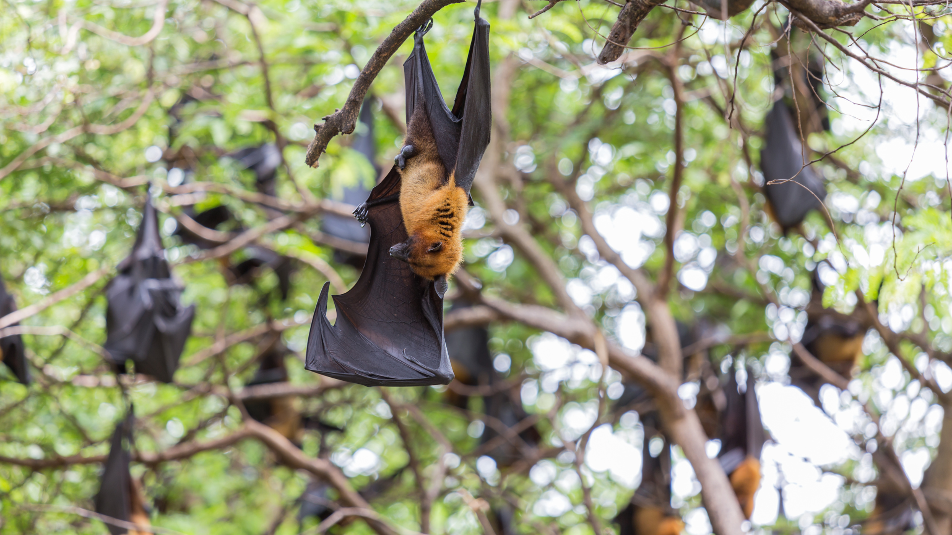 Nhớ kỹ đường lây để tránh phơi nhiễm