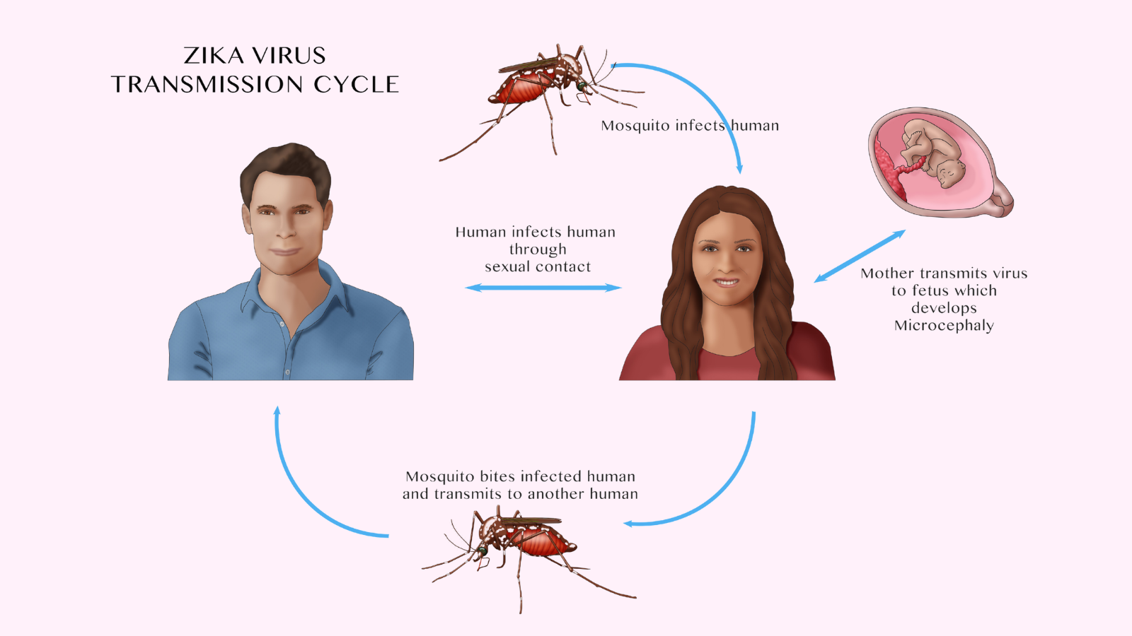 Đường lây truyền của virus zika